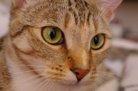 Foto da gata Chelsea no tamanho original